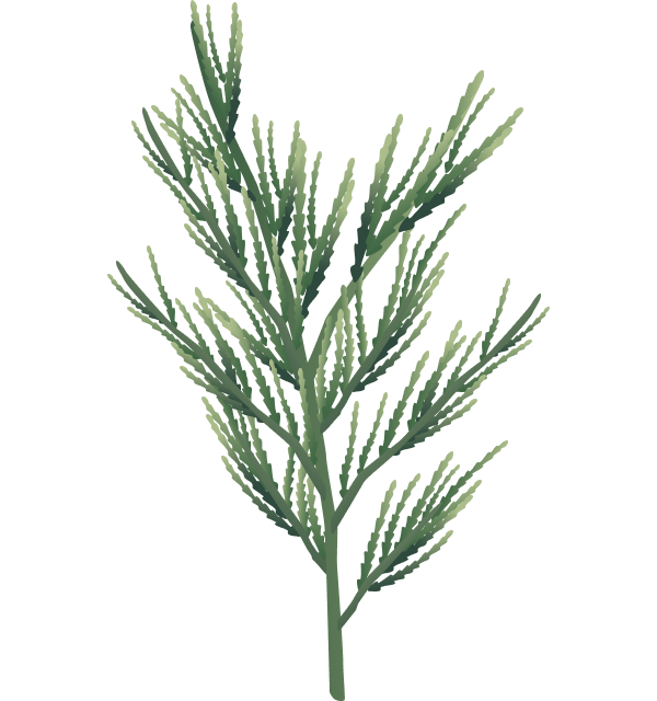 christmass-illustration-03b@2x